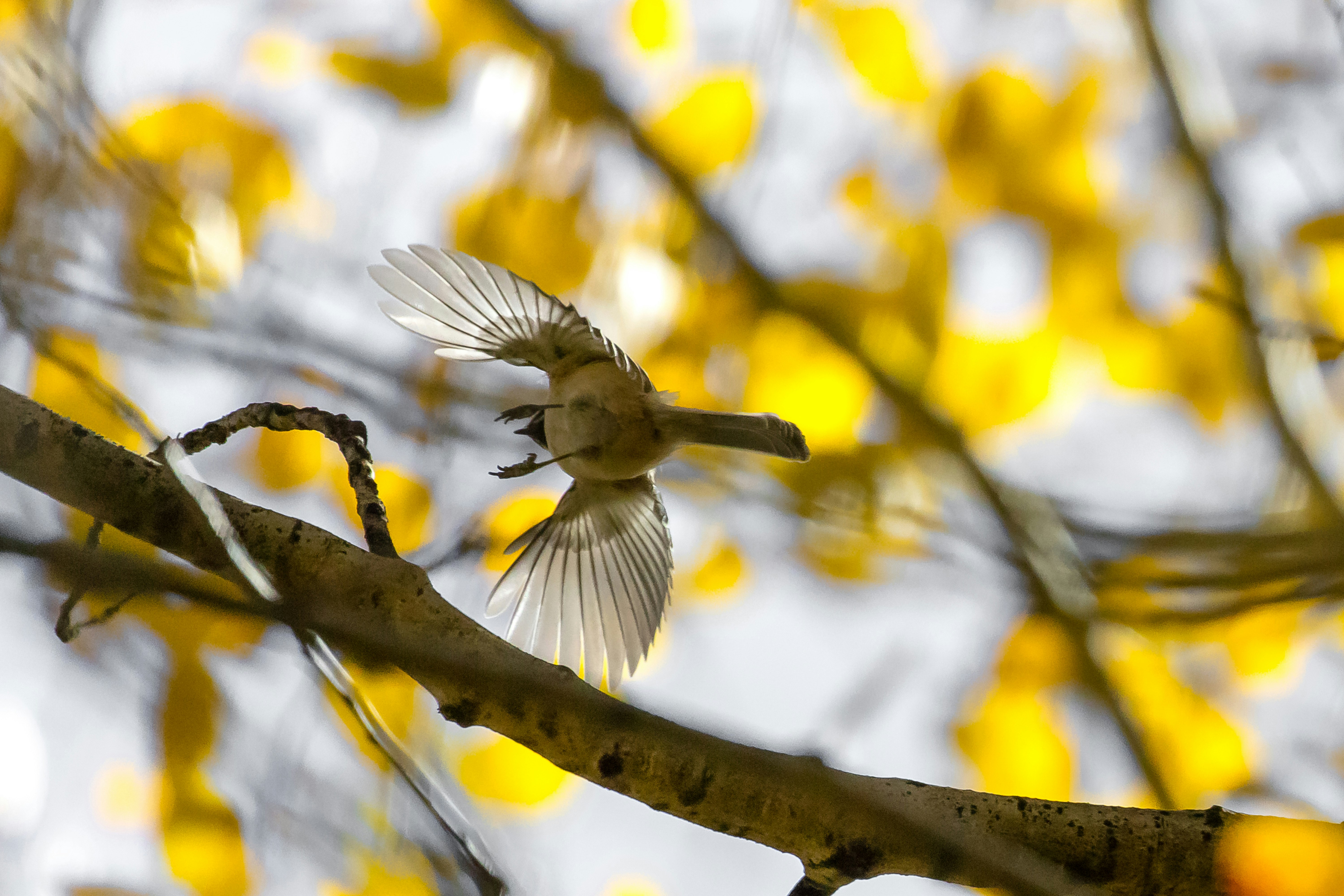 brown bird flying